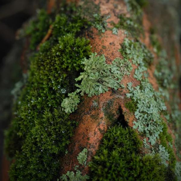 Mousse et lichen incrustés sur une tuile de terre cuite ancienne