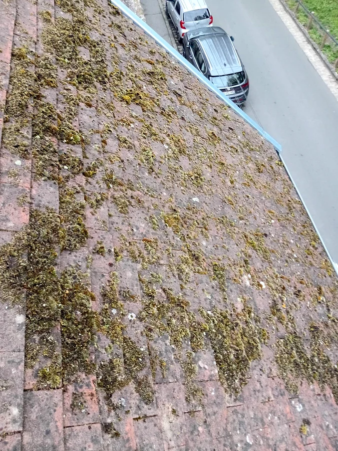 Mousse — Détail des mousses installées sur les tuiles